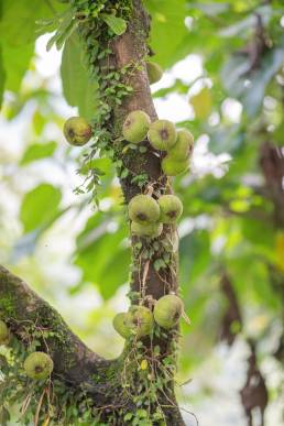 Roxburgh Fig (Ficus auriculata)