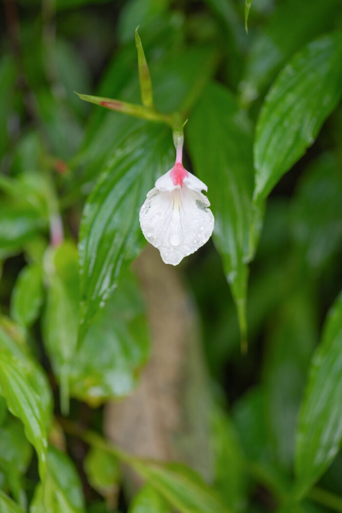 Caulokaempferia sikkimensis