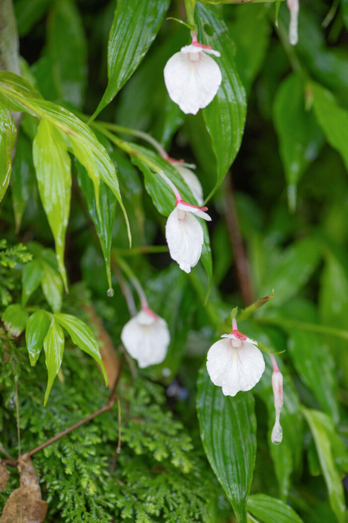 Caulokaempferia sikkimensis