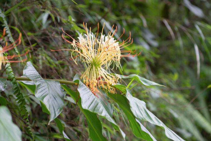 Hedychium ellipticum