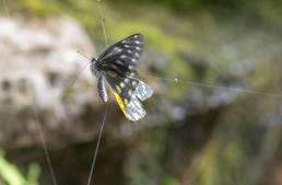 Pale Jezebel (Delias sanaca)