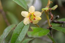 Rhododendron camelliiflorum