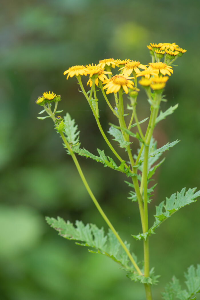 Sikkim plant (Jacobaea)