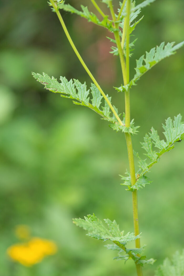 Sikkim plant (Jacobaea)