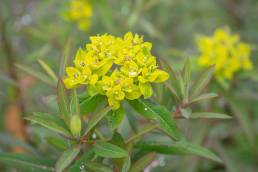 Euphorbia sikkimensis