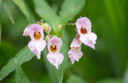 Sikkim plant (Impatiens)