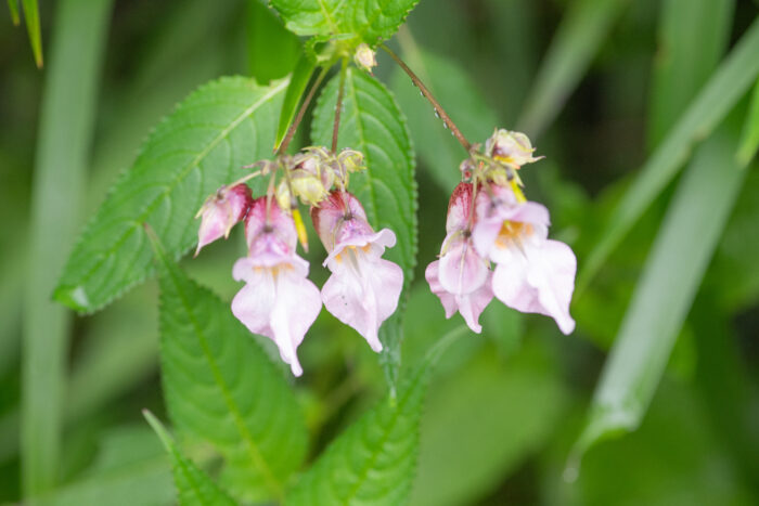 Sikkim plant (Impatiens)