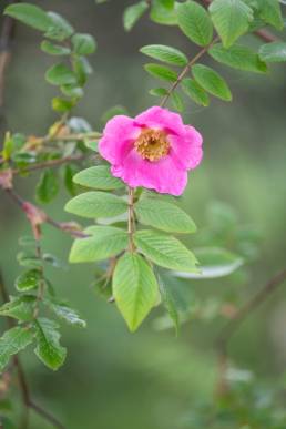 Rosa macrophylla