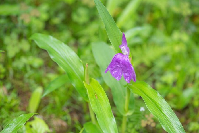 Roscoea auriculata