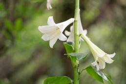 Giant Himalayan Lily (Cardiocrinum giganteum)