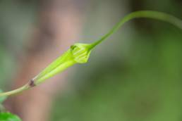 Sikkim plant (Arisaema)