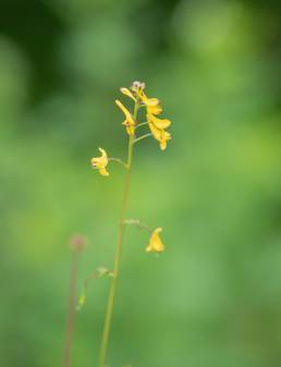 Corydalis pseudolongipes