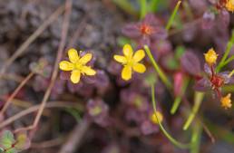 Hypericum himalaicum