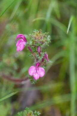 Sikkim plant (Pedicularis)