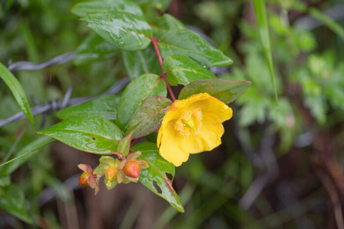 Hypericum choisyanum