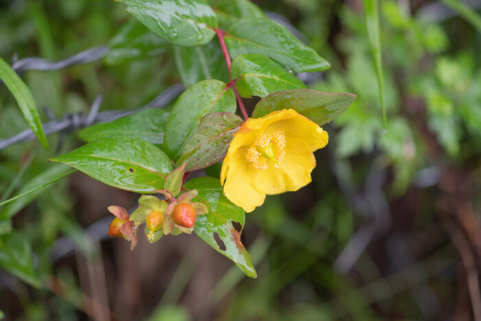 Hypericum choisyanum