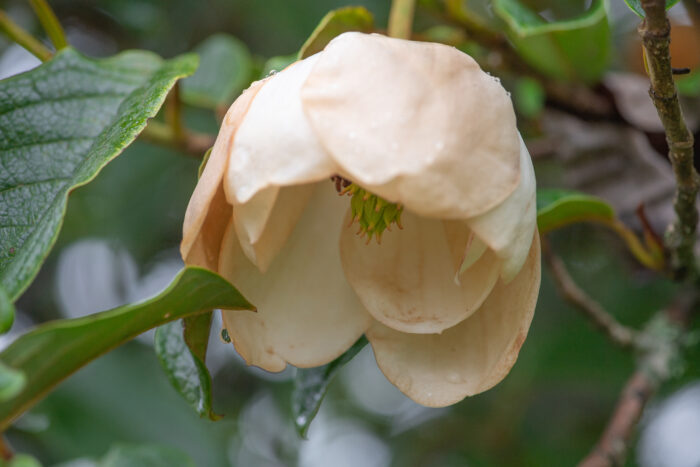 Magnolia globosa