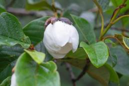 Magnolia globosa