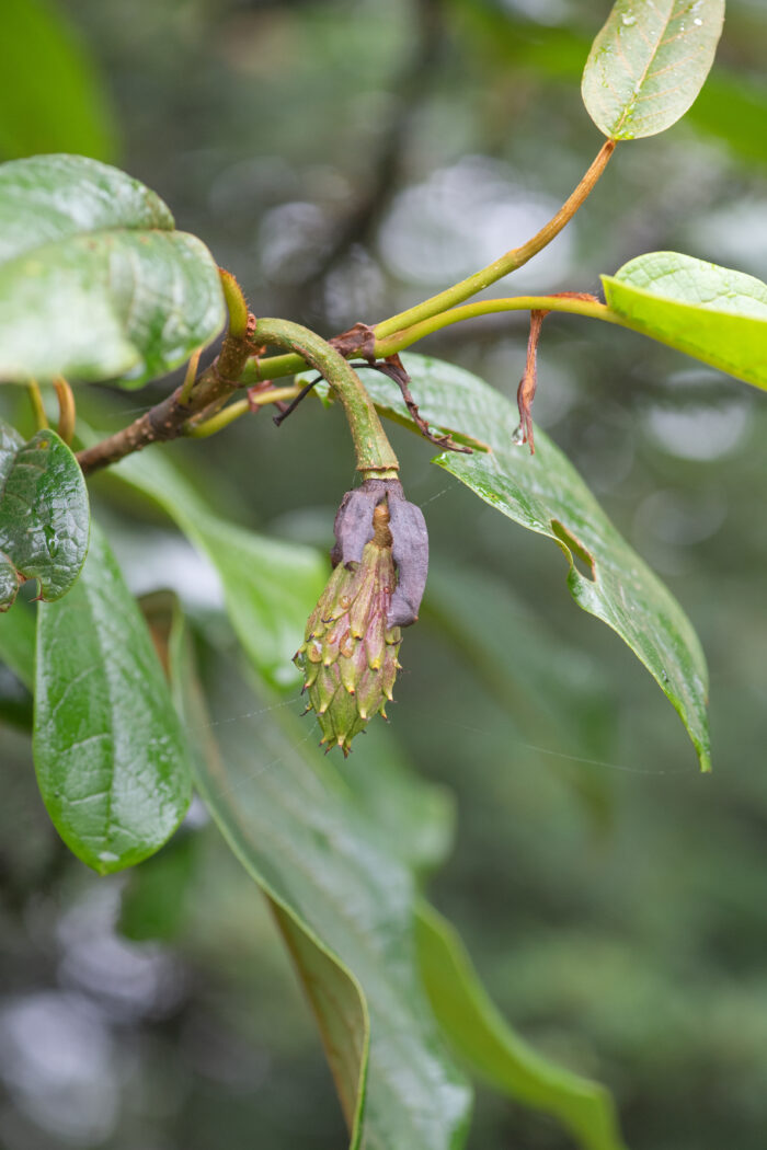 Magnolia globosa