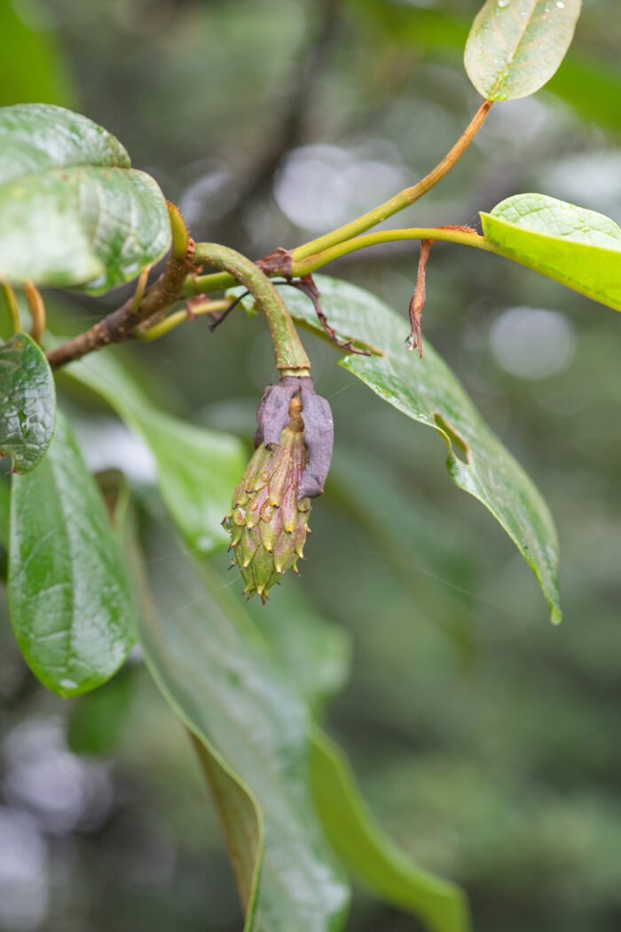 Magnolia globosa