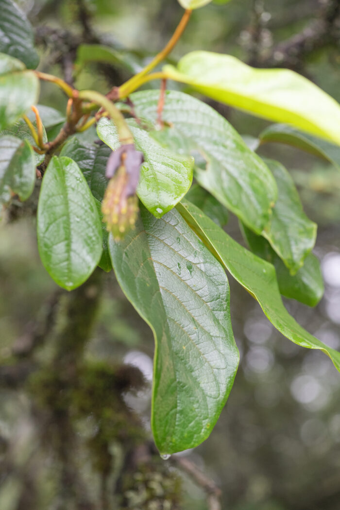 Magnolia globosa