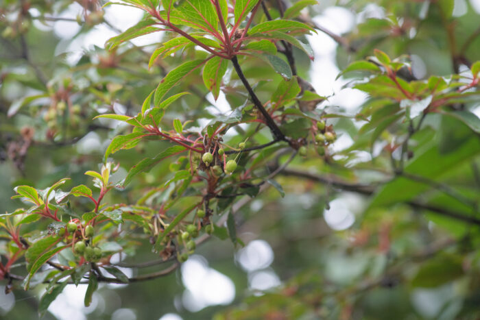 Sikkim plant