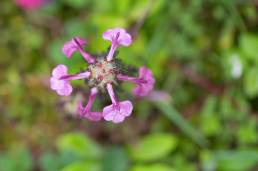 Pedicularis diffusa