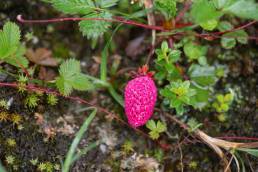 Fragaria daltoniana