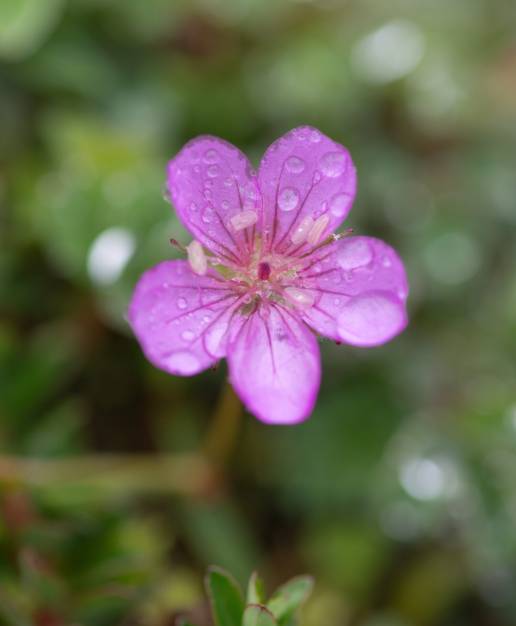 Sikkim plant (Geranium)