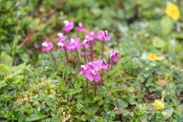 Pedicularis siphonantha