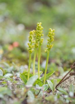 Herminium macrophyllum