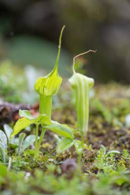 Jacquemont's Cobra Lily (Arisaema jacquemontii)