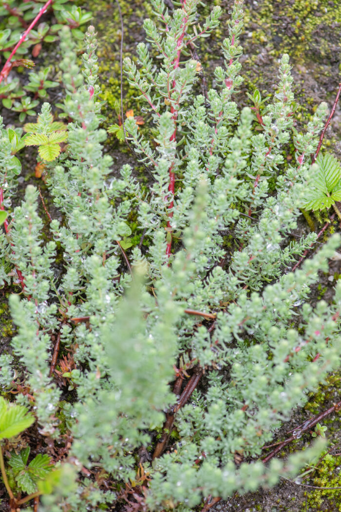 Myricaria rosea