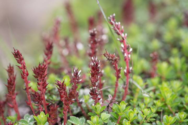 Mountain Willow (Salix fruticulosa)