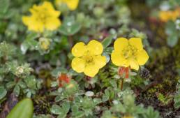 Sibbaldia cuneifolia