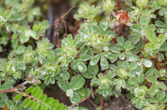 Sibbaldia cuneifolia