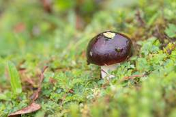 Sikkim fungus (Russula)