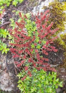 Mountain Willow (Salix fruticulosa)