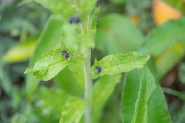 Sikkim plant…</p><hr class=