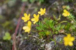 Sikkim plant (Ranunculus)