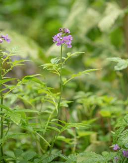 Large-leaved Bittercress (Cardamine macrophylla)