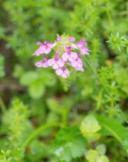 Pedicularis diffusa