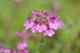 Pedicularis diffusa