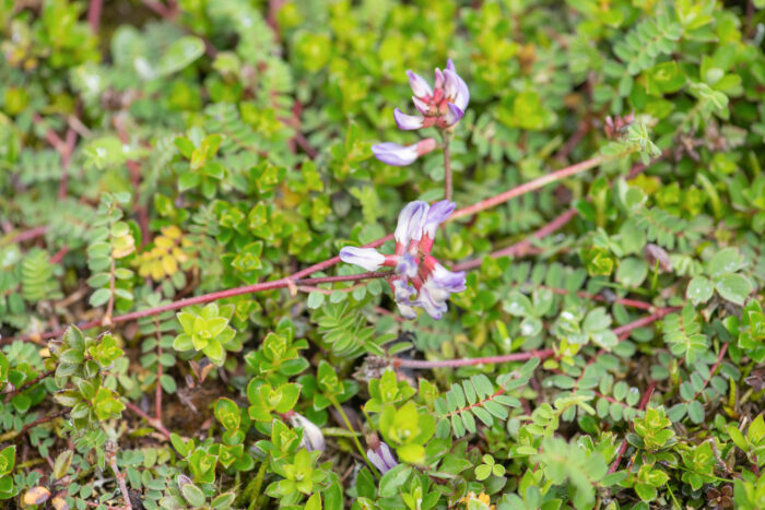 Sikkim plant (Faboideae)