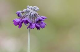 Primula capitata