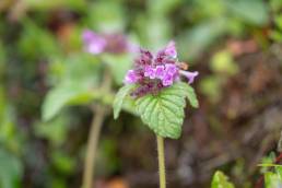 Sikkim plant (Clinopodium)