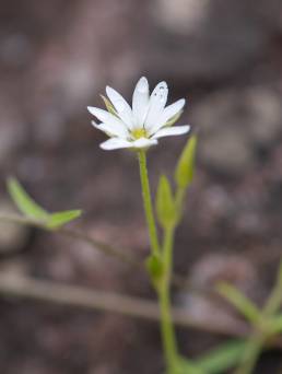 Sikkim plant (Stellaria)