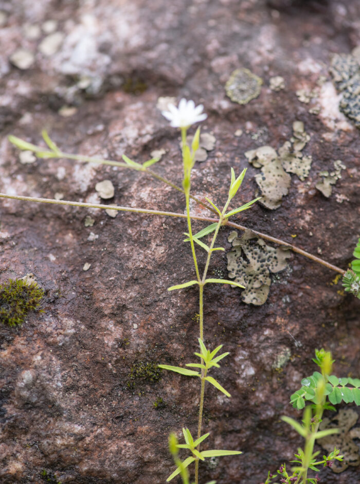 Sikkim plant (Stellaria)