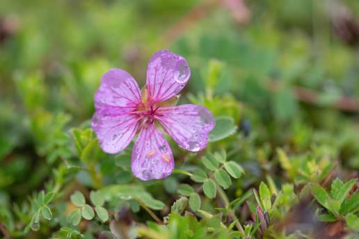 Sikkim plant (Geranium)