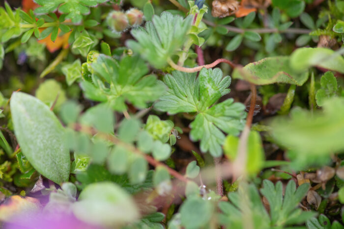 Sikkim plant (Geranium)